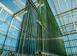 ecoduna’s patented vertical photobioreactor constructed with glass tubes from SCHOTT AG at ecoduna’s plantPhoto by SCHOTT North America, Inc.</i
