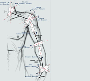 Biologically-inspired kinematics